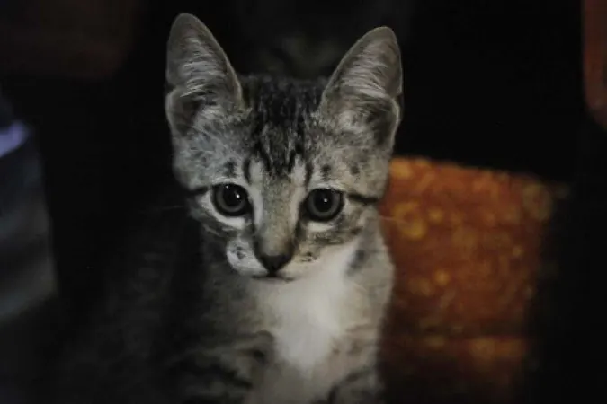 Filhote de gato